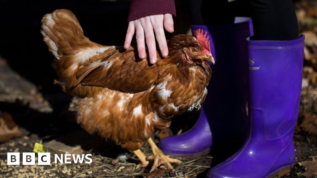 Avian flu: Bird keepers in Wales and England must register