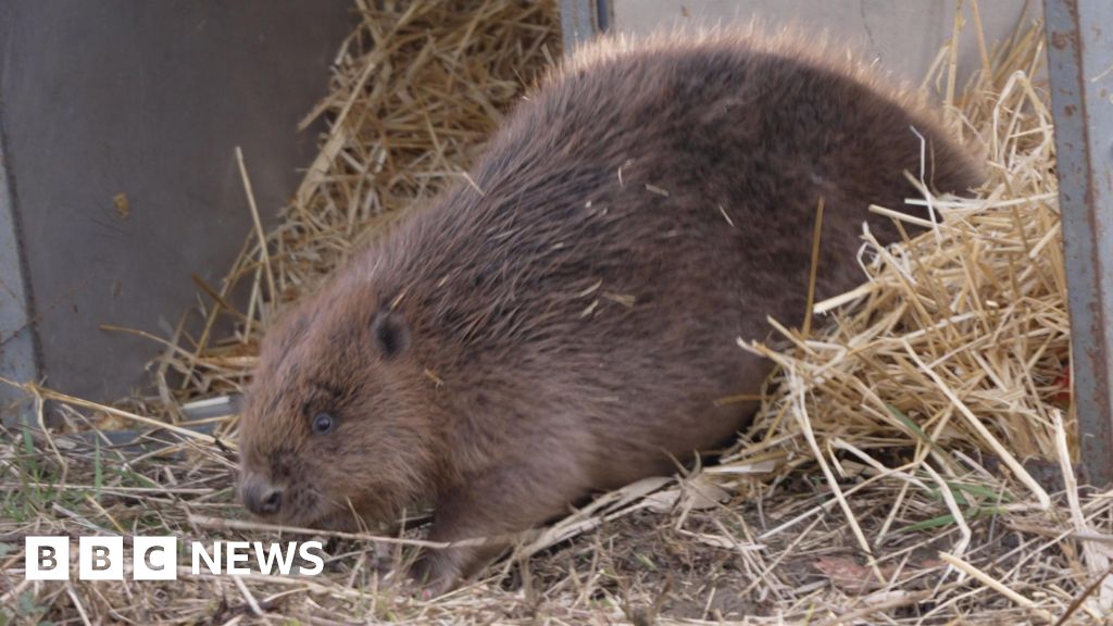 Beavers released to transform West Glen River in Lincolnshire