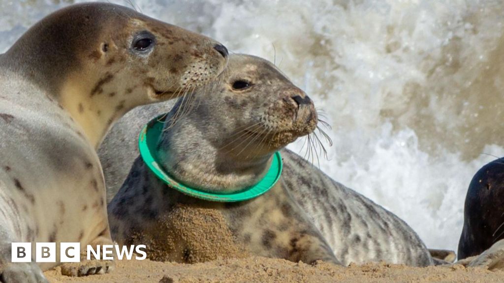 Discarded flying rings can kill seals, rescuers say