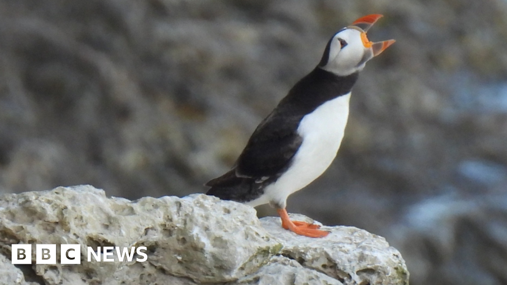 bbc.co.uk - Charlotte Coles - Puffins return to Dorset coast after colony loss fear
