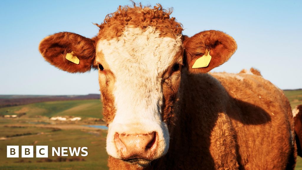 bbc.co.uk - Catherine Doyle - Bluetongue: Testing to begin on 20 farms after discovery of virus - BBC News