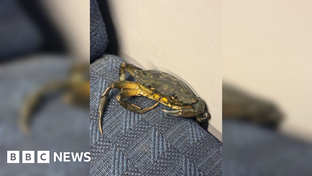 Passengers shell-shocked after crab pinches seat