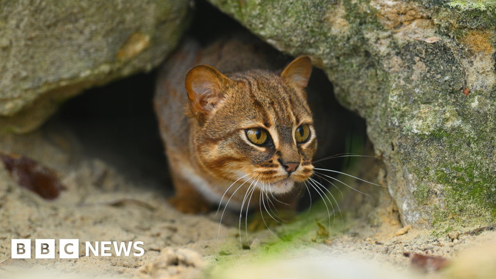 Sanctuary's tiny wild cat to join breeding scheme