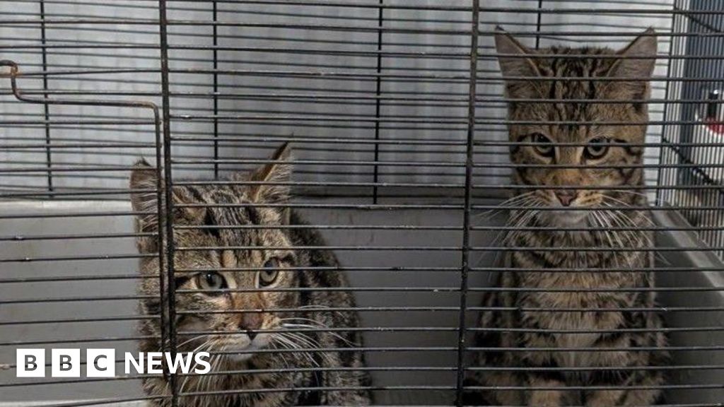 Happy ending for kittens found by in abandoned car in Birmingham
