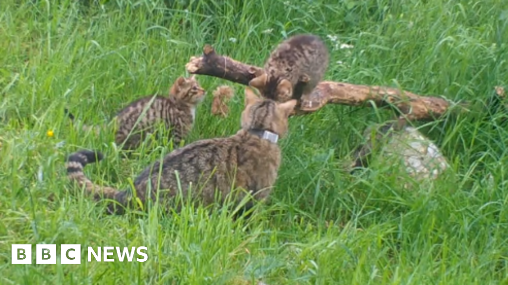 Kittens born in Cairngorms to captive-bred Scottish wildcats