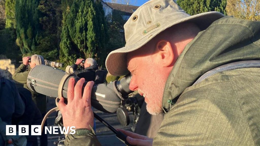 Scarlet tanager: Crowds flock to Halifax to spot rare bird