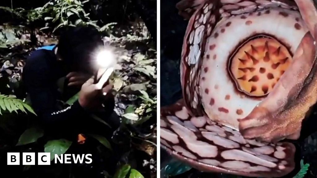 Watch: Moment researcher finds rare flower after 13-year search
