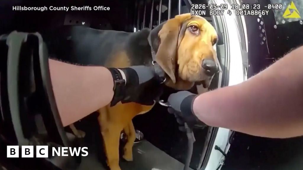Based Boomer the Dog Saves Geriatric Zoomer from Florida Swamp
