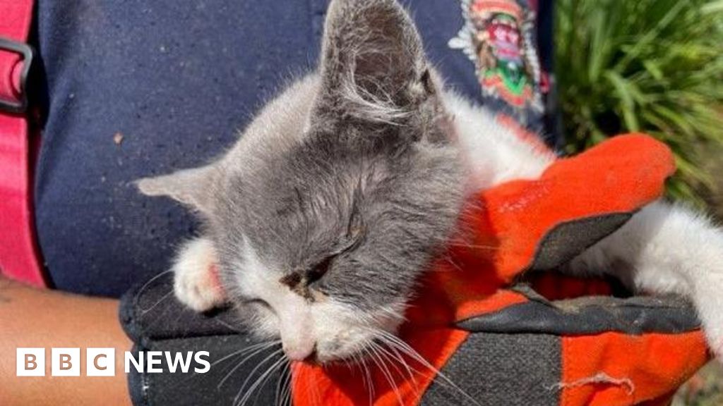 Firefighters Rescue Multiple Kittens Trapped in Roofs, Drains, Walls Across UK, US, Canada