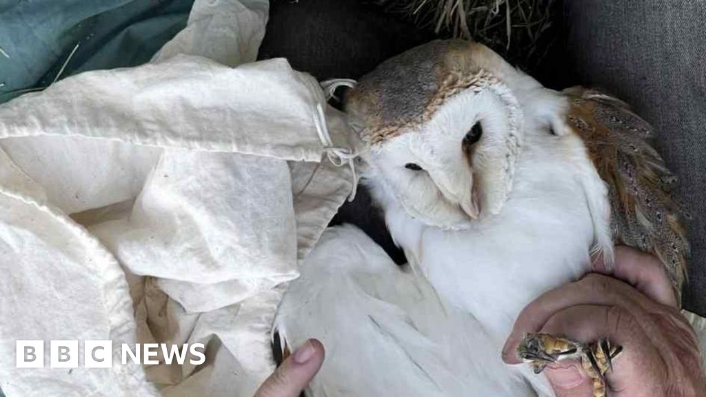 Britain's oldest ever' barn owl found at farm