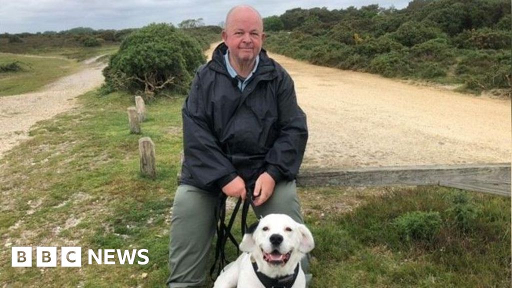 Hampshire Dog owners warned about dangers of adder bites