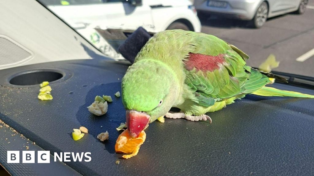 Dublin: Airport seeking public's help to reunite parrot with owner