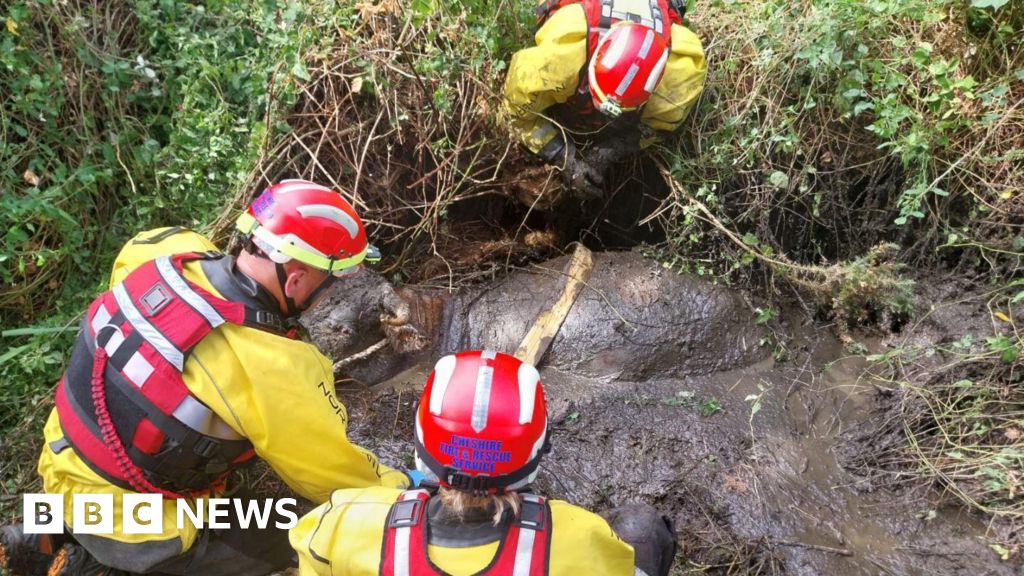 Firefighters Rescue Calves from Sinkholes in Cheshire, Tennessee