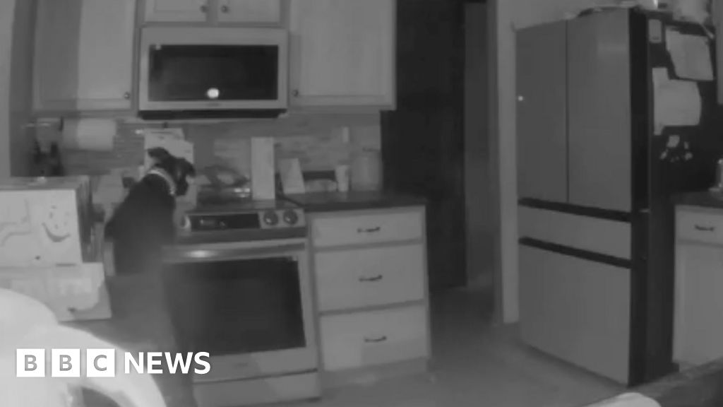 Dog accidentally turns on stove and sets fire to home