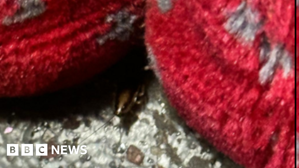 London buses infested with cockroaches say drivers