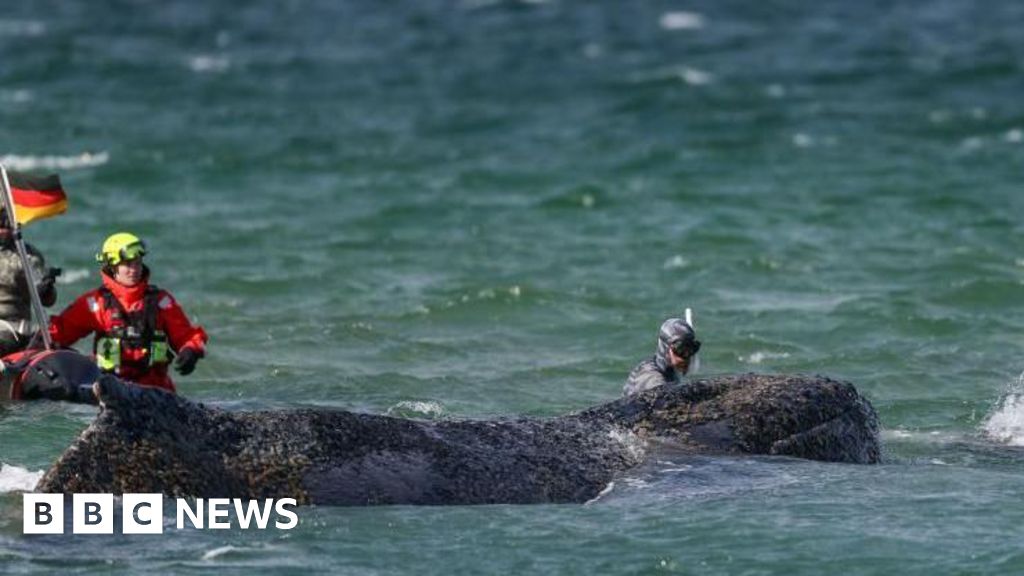 Walvis zwemt voor vrijheid na grote Duitse reddingsactie aan de Baltische kust