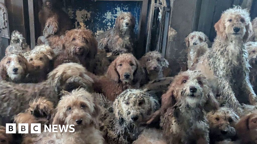 Hundreds of dogs found crammed in living room 'doing really well', says RSPCA