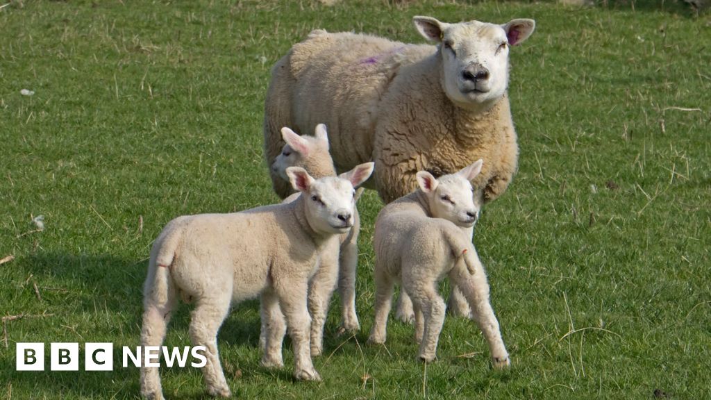 bbc.co.uk - Potentially deadly bluetongue virus found on third farm in Scotland