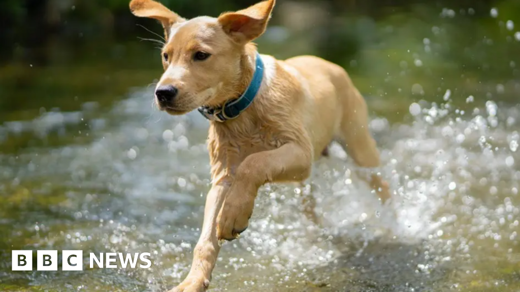 Two fraud arrests in Stoke-on-Trent dog charity finance probe