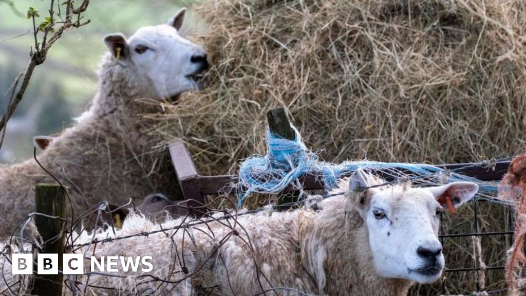 First case of bird flu in sheep found on UK farm