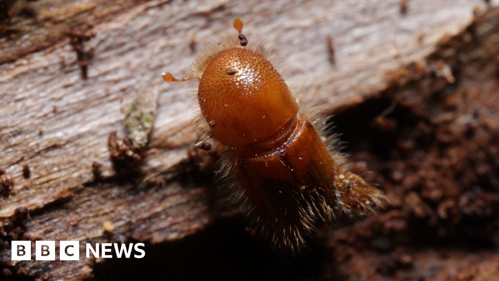 Dogs and drones join forest battle against eight-toothed beetle