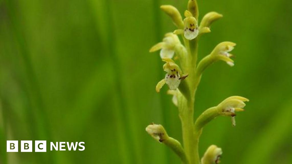 rare-orchid-rediscovered-on-highland-estate-after-250-years
