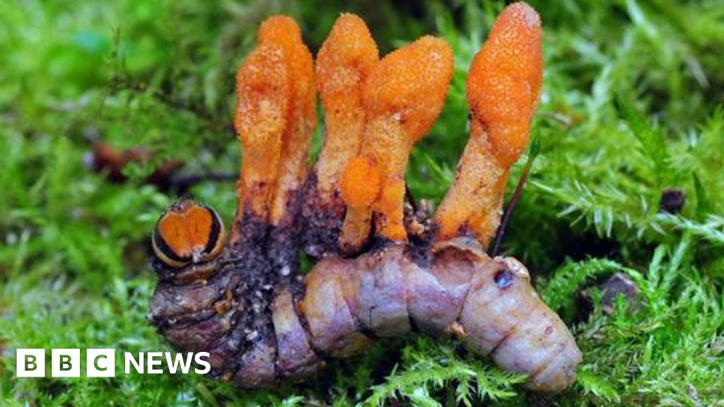 Caterpillar Fungus: A Promising Discovery in Cancer Treatment with Cordycepin