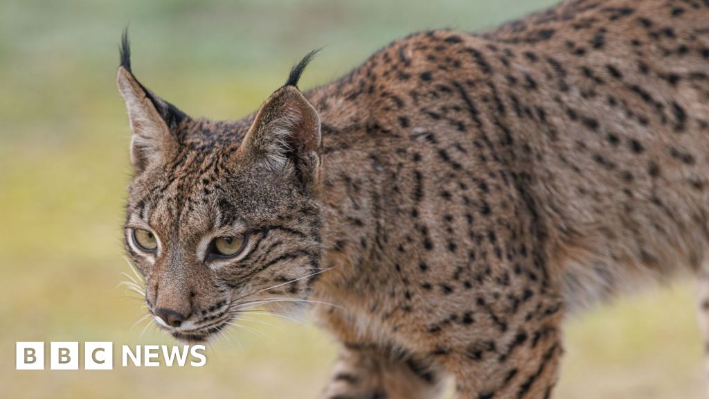 Slow return of the Iberian lynx