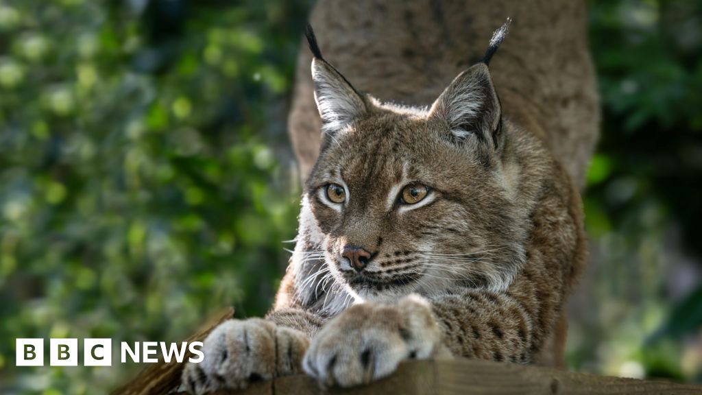 Rescued Eurasian lynx from Ukraine settles into new habitat