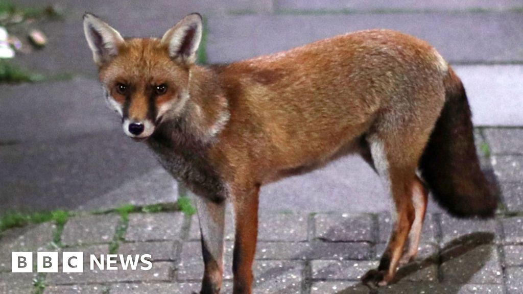 Warning after pets left at London farm believed killed by foxes