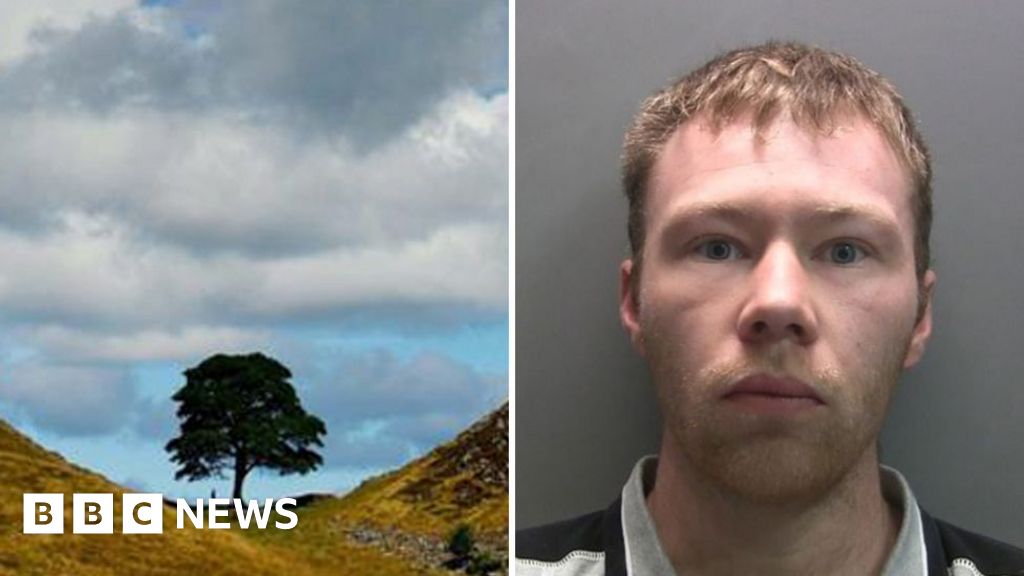 Man who felled Sycamore Gap tree released early