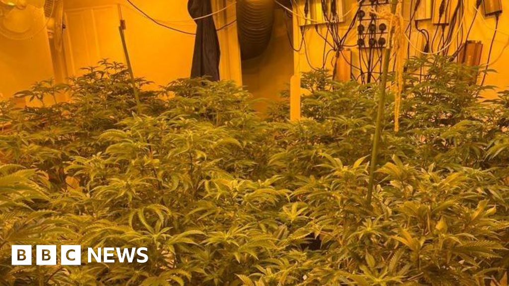 Swinton drugs raid nets cannabis worth £345k