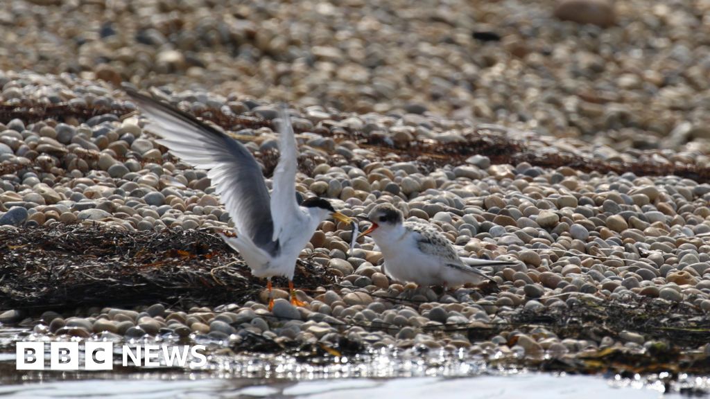 Fourth successful breeding season for little terns in Dorset