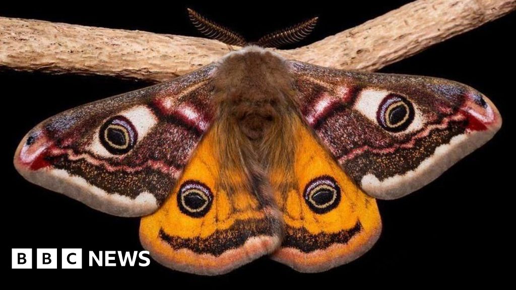 Scottish photographer captures the lives of insects in striking detail