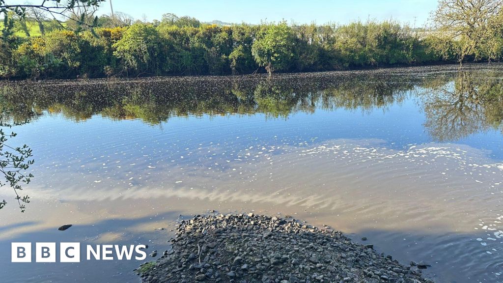 Fears for young fish after pollution incident