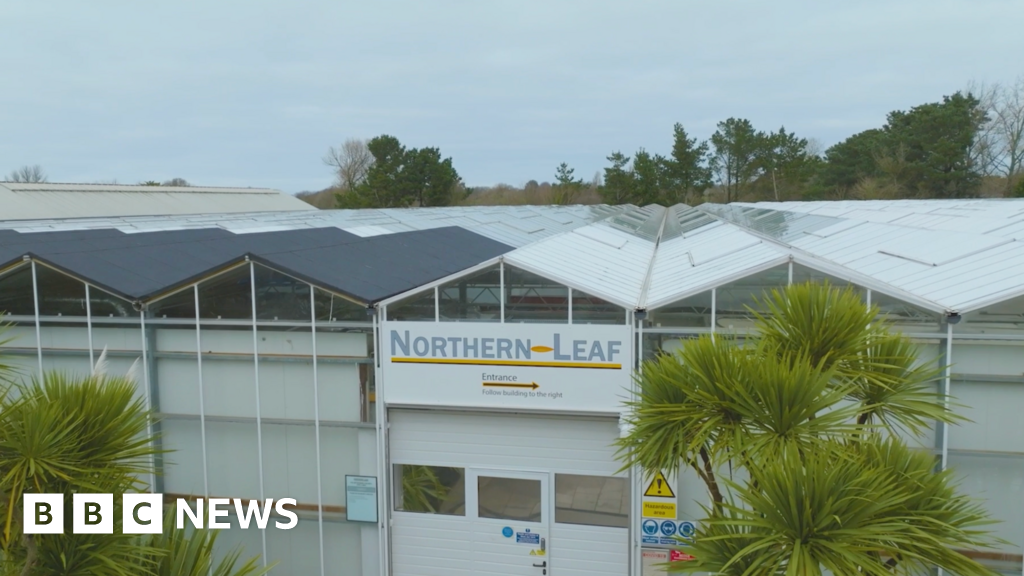 Northern Leaf given six months to remove unauthorised equipment - BBC News