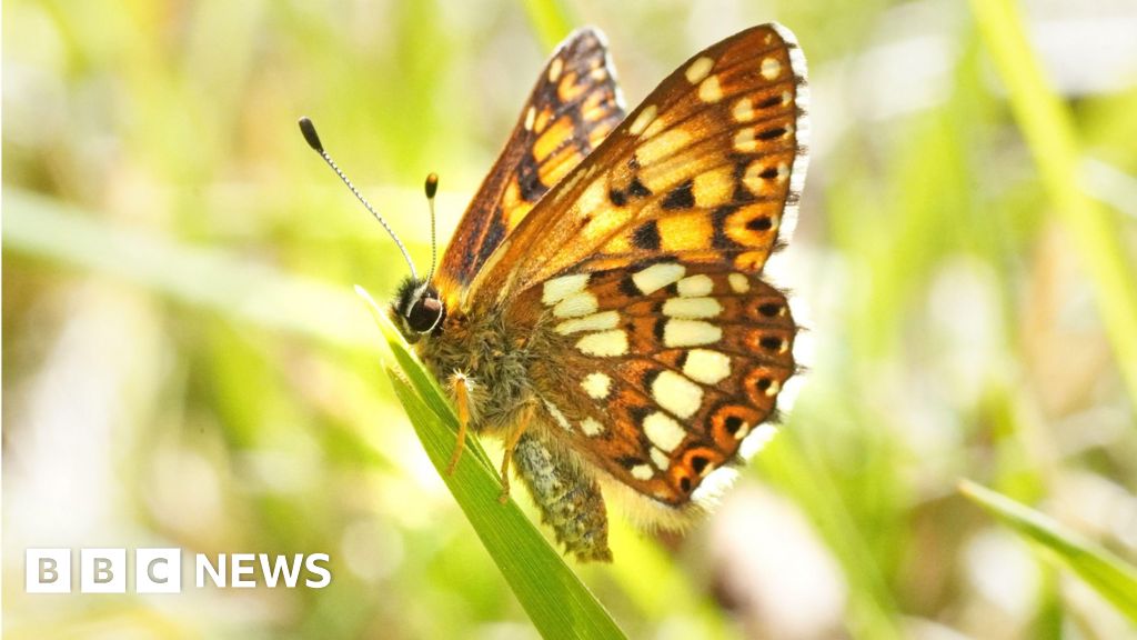Rare butterfly population increases by 9000%