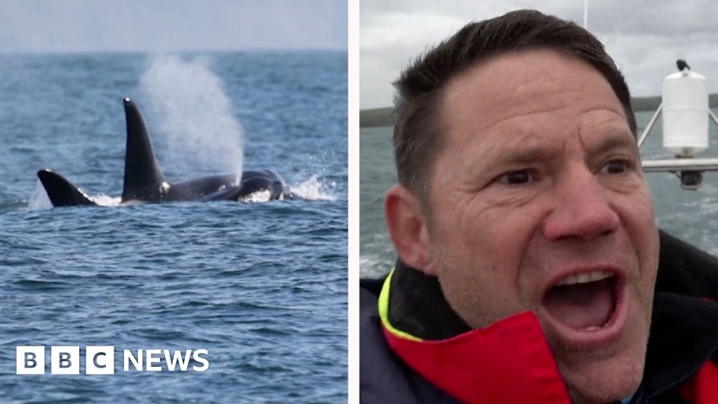 'Unbelievable!: Backshall overjoyed at rare sighting of orcas