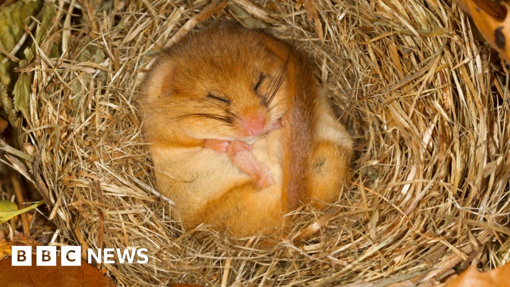 Rare hazel dormouse filmed foraging at night