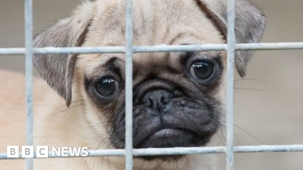 Will a new law prevent illegally imported puppies?