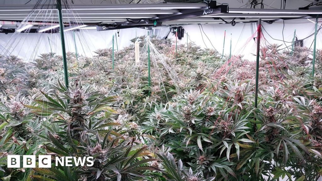 Police Discover Cannabis Factory with 170 Plants in Farnborough