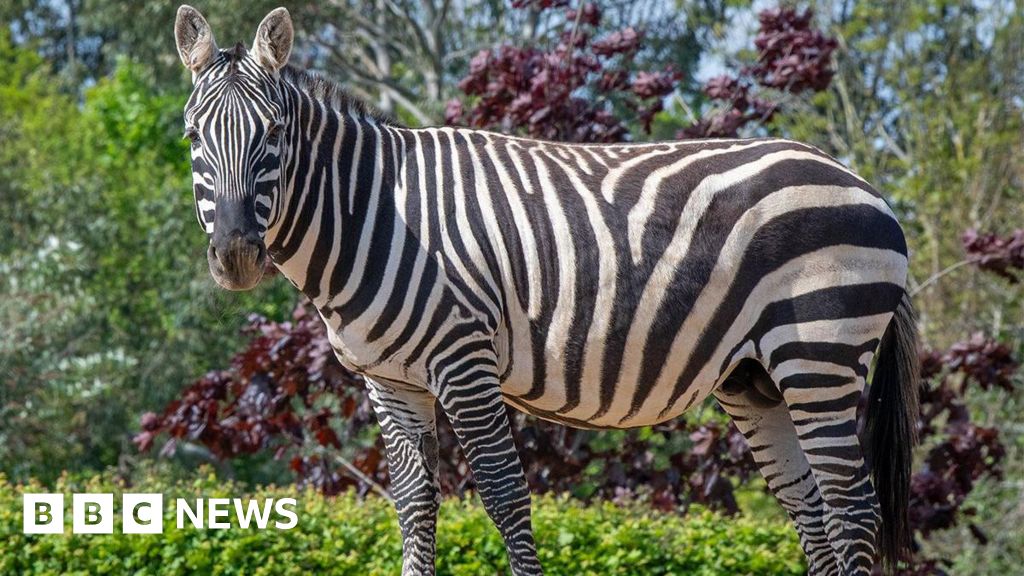 Zebra died after rhino punctured stomach – Colchester Zoo