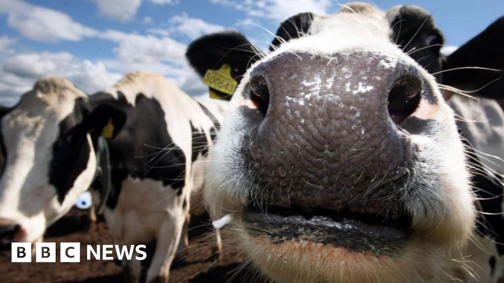 Norwich Livestock Market could be on the move BBC News
