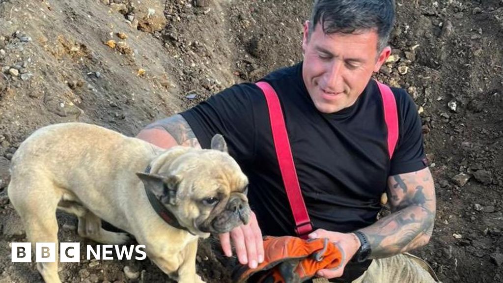 Suffolk Firefighters Rescue French Bulldog from Underground Pipe