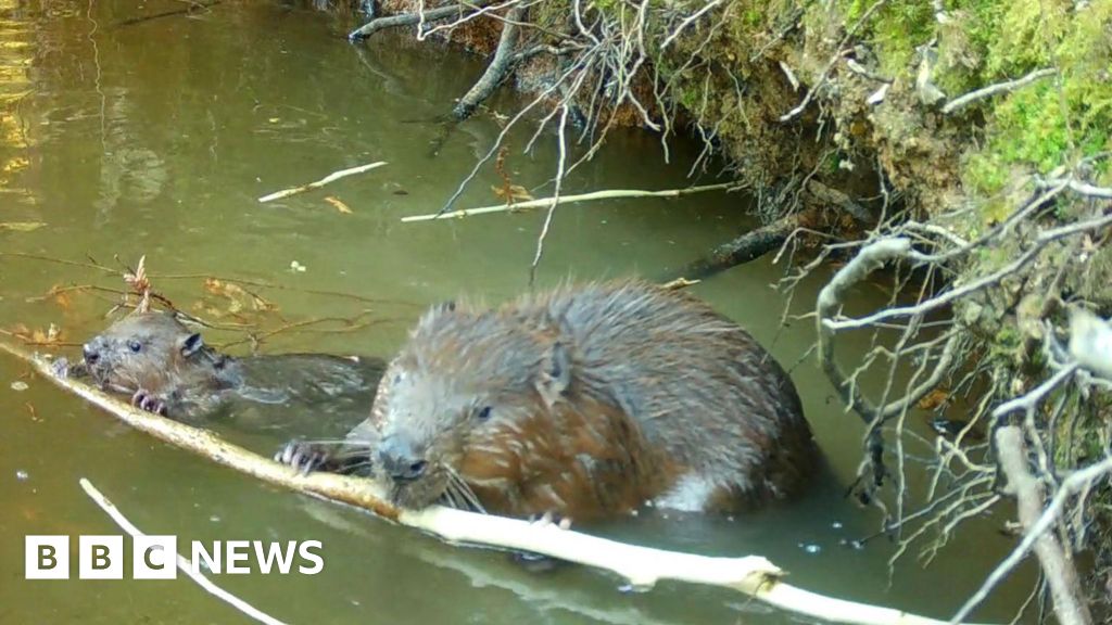 First baby beavers born in Hampshire for 400 years