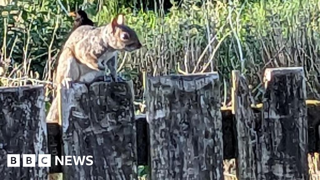 Grey squirrel on Argyll island alarms conservationists – BBC News