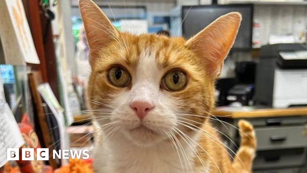 Station cat makes Stourbridge famous