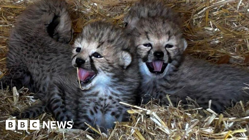 Watch: Seven cheetah cubs born at Whipsnade Zoo