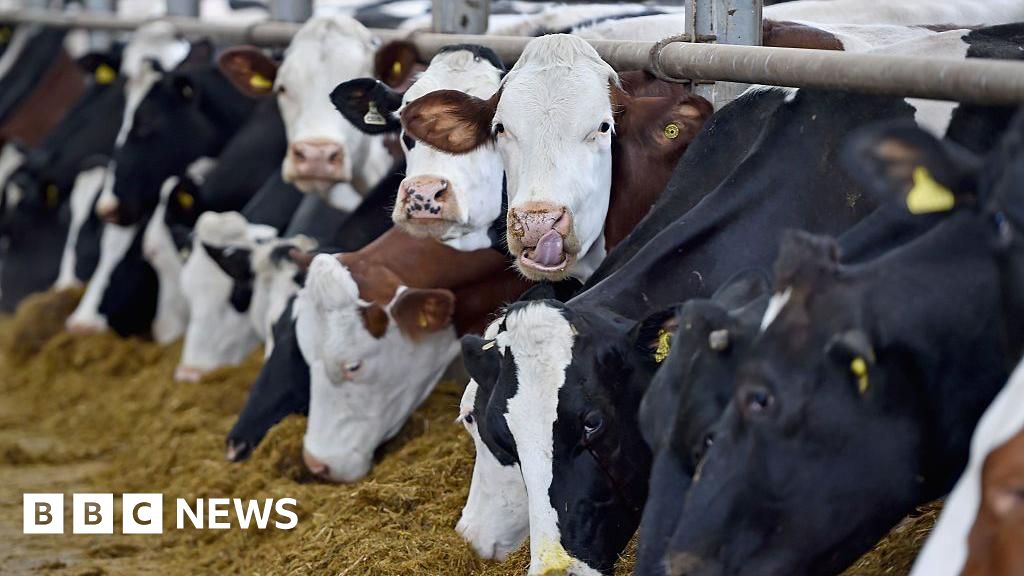 Cow Humanely Culled Following Isolated BSE Case in Essex Farm