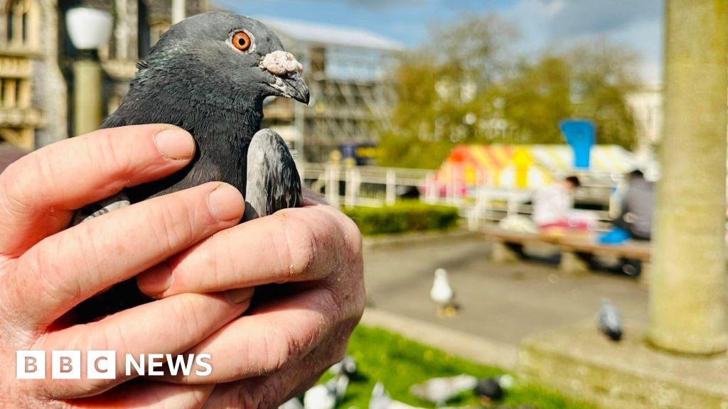 bbc.co.uk - Laura Devlin - Why are people in such a flap about Norwich Market pigeons?